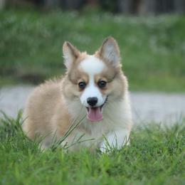 Timmy - Red male Pembroke Welsh Corgi puppy in St. Charles, Iowa from Kim Boyle's Pembroke Welsh Corgis