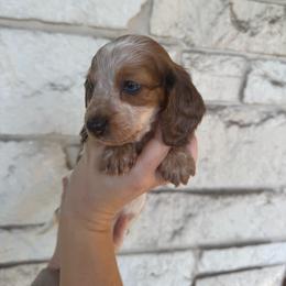 Xaden - Piebald male Dachshund puppy in Troup, Texas from East Texas Dachshunds