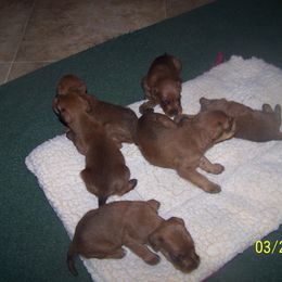 Irish Terrier Puppies from Geordan Irish Terriers
