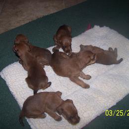 Irish Terrier Puppies from Geordan Irish Terriers