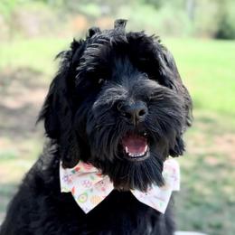 Henry - Black male Australian Labradoodle puppy in Hartshorne, Oklahoma from Jena Edmond