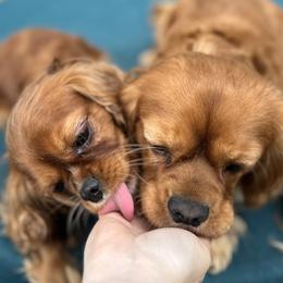 Cavalier King Charles Spaniels from King’s Cross Noble Cavaliers