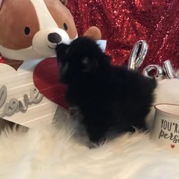 AKC CKC boy Knight - Black male Pomeranian puppy in Taylor, Texas from Regal Poms