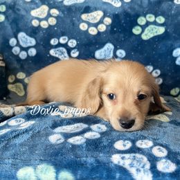 Crush - Cream Dachshund puppy in Perris, California from Doxie_pupps
