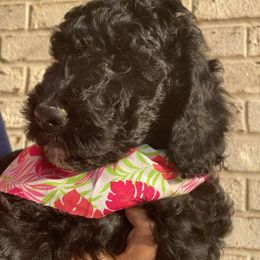 Aussiedoodle Puppies from Adorable Aqua AussieDoodles