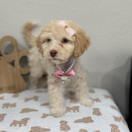 Dawn-Rose Collar - Sable female Bernedoodle puppy in Oak Hills, California from High Desert Doodles
