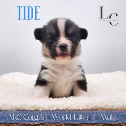 Tide - Black and tan male Pembroke Welsh Corgi puppy in Pine Village, Indiana from NL Horsemanship