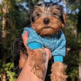 Bear - Black and tan male Yorkshire Terrier puppy in Columbia, South Carolina from Forever Yourkies 🐾