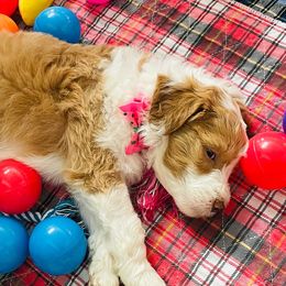 Aussiedoodle Puppies from Sheila Harwell