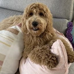 Goldendoodle Puppies from Melodies Daytona Doodles