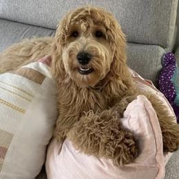 Goldendoodle Puppies from Melodies Daytona Doodles