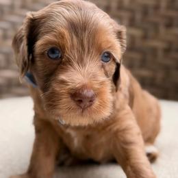 Spanky - Merle male Goldendoodle puppy in Blanchard, Oklahoma from Dream Doodles by Dondi