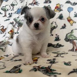 Girl 1 - Merle female Chihuahua puppy in Chesapeake, Virginia from Elsbeth's Chihuahuas