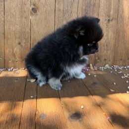 Max - Black and tan parti male Pomeranian puppy in Kennedale, Texas from Puppiesnat