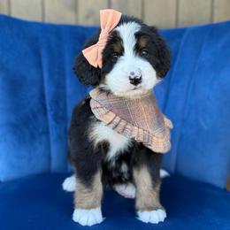 Marta FURNISHED - Tri-color female Bernedoodle puppy in Bellville, Ohio from Bernedoodle Buddies