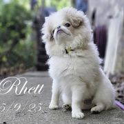 Rhett - Lemon and white male Japanese Chin puppy in Johnson City, Tennessee from Erin & Friends Japanese Chin