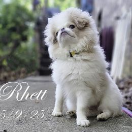 Rhett - Lemon and white male Japanese Chin puppy in Johnson City, Tennessee from Erin & Friends Japanese Chin