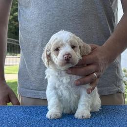 Girl 4 - Orange female Lagotto Romagnolo puppy in Sugar Valley, Georgia from Pinnacle Farm and Kennel