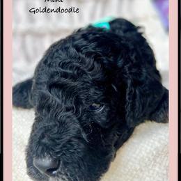 BENEDICT - Black male Goldendoodle puppy in Houston, Texas from Pia’s Doodle Poodle Wag