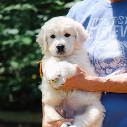 Cosmo, Orange collar - Golden Retriever puppy from Golden Heart Creams