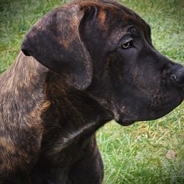 Dark Pink - Brindle Boerboel puppy in Naples, New York from Freedom Boerboels LLC