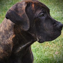Dark Pink - Brindle Boerboel puppy in Naples, New York from Freedom Boerboels LLC