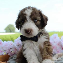 Sage - Sable male Bordoodle puppy in Ashland, Ohio from Cherry Blossom Doodles
