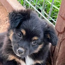 Blanch - Black tri female Toy Australian Shepherd puppy in Nocona, Texas from Rafter O Toy Aussies and Mini Heelers