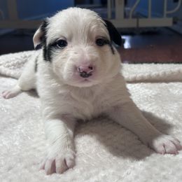 Cow Two Spots - Black and white male Border Collie puppy in Medford, Oregon from Pioneer Valley Border Collies