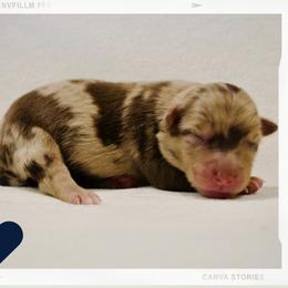 Clover - Red merle male Australian Shepherd puppy in Delta, Colorado from SATA Kennels