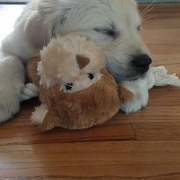 Golden Retriever Puppies from West Coast Cream Goldens