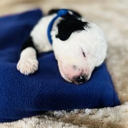 Denali- Male Reservation 2 - Black and white male Sheepadoodle puppy in Spokane, Washington from Downriver Doodles