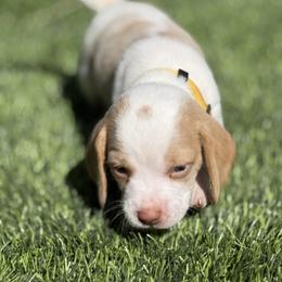 Yellow Collar-Lucky - Red and white male Beagle puppy in Las Vegas, Nevada from Hound Kings