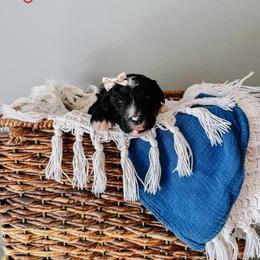 June Light Pink Collar - Black and white female Sheepadoodle puppy in Republic, Missouri from DOOD & Co
