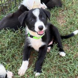 Bill - Lt Green - Black and white male Border Collie puppy in Shawnee, Oklahoma from Cross K Working Collies - Pure Bred Border Collies