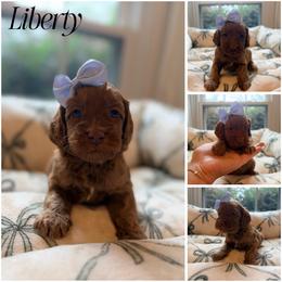 Liberty - Red female Australian Labradoodle puppy in Summerfield, North Carolina from Four Oaks Labradoodles