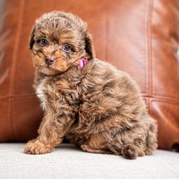 Willow - Chocolate merle female Bernedoodle puppy in Salt Lake City, Utah from Country Lane Doodles