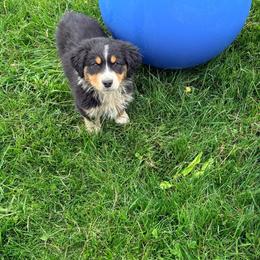 Cupid (purple collar) - Black tri-color male Australian Shepherd puppy in Ashland, Ohio from SS Australian Shepherds