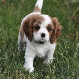 Cavalier King Charles Spaniel Puppies from Grifscamp Cavaliers