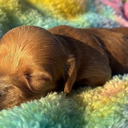 Champagne - Red female Dachshund puppy in Harrison, Arkansas from Dachshunds on the Hill