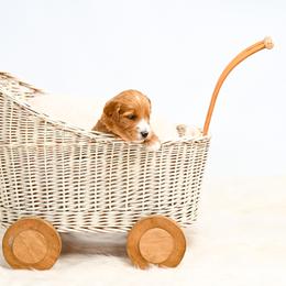 Orange - Red  male Goldendoodle puppy in Platteville, Wisconsin from Beck Kennel