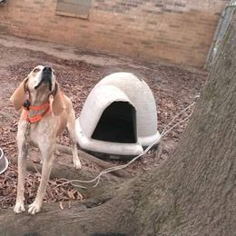 Ranger - American English Coonhound