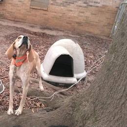 Ranger - American English Coonhound