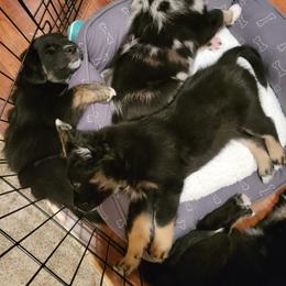 Australian Shepherd Puppies from Summit Australian Shepherds