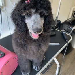 Poodle Puppies from Sturgill’s Raising the Standards