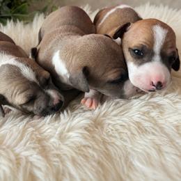 Italian Greyhound Puppies from The Noodle Nest
