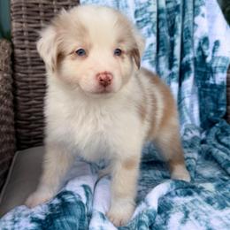 Ranger - Red merle male Australian Shepherd puppy in Oxford, Florida from SoCo Aussies