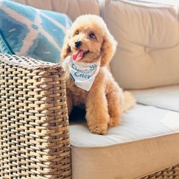 Sundae - Apricot male Goldendoodle puppy in Elizabethtown, Kentucky from Reddy Poodles & Doodles
