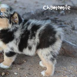 Chamomile - Blue merle female Miniature Australian Shepherd puppy in Garden Plain, Kansas from Krazy K Aussies