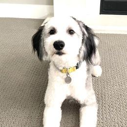 Ivy - Sheepadoodle